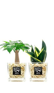 GREEN PLACE ϗtA { ~j 2_Zbg y × AݍނIׂz pL TXxA [ICg L[u TN