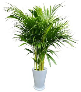 花のギフト社 アレカヤシ 観葉植物 本物 大型 ヤシ 7号 観葉 植物 室内用 7号鉢 室内 風水