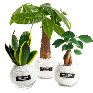 ガジュマル パキラ サンスベリア 3点セット 白砂利 ガラスボール 土を使わず衛生的 観葉植物 本物 ハイドロカルチャー お洒落 清潔感