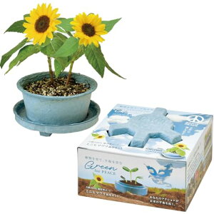 聖新陶芸 通年 家庭菜園 栽培キット 「 グリーン フォーピース 」 ミニヒマワリ ミニ 簡単 ゆったり育てる 花 栽培セット (自由研究) 母の日 誕生日 プレゼント 鉢の径 約12cm 日本製 GD-103602