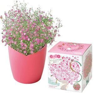 聖新陶芸 通年 家庭菜園 ミニ 簡単 ゆったり育てる 栽培キット ふんわり かすみ草 花 栽培セット (自由研究) 鉢の径 約12cm ピンク 母の日 プレゼント 誕生日 GD-102101