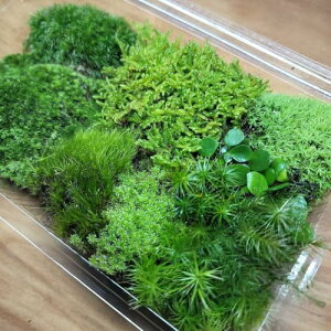 y߂XzlC ܂6 A\[g RPE ۋlߍ킹 pbN 15cm×20cmx̑傫