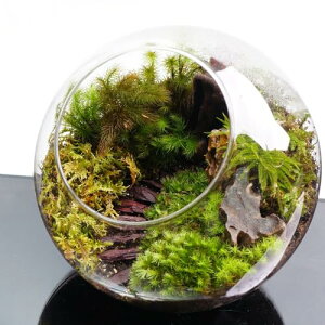 【スターターキット】16cm 階段を作る 苔テラリウム テラリウム プレゼント 自作 作成キット ハンドメイド 手作り ギフト インテリア 観葉植物 苔の風景