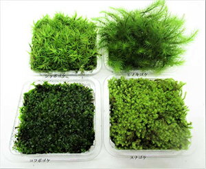 y Ĕ z eE p  4Zbg (4ZbgF : Vb|SP Rc{SP qmLSP XiSP)