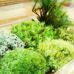 y߂XRPz6 lߍ킹pbN  RP ۃeE eE ۃE e LTCY 1pbN 15cm×20cm