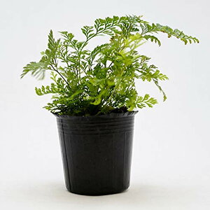 RP̃CeA RPE eE V_A R쑐 ۖ~ ۋ Vmu