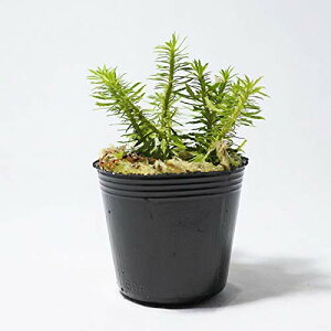 RP̃CeA RPE eE V_A R쑐 ۖ~ ۋ gEQVo