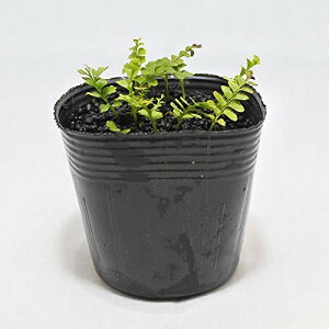 RP̃CeA RPE eE V_A R쑐 ۖ~ ۋ TCSNzOEV_