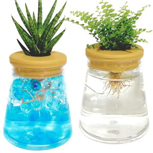 3world ハイドロカルチャー 水耕栽培 観葉植物 育成キット スポンジ付 透明 プラスチック ポット SW2494(フラスコ型)2セット