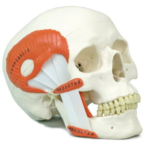 �𚐂̂������C�{�֐ߏǂ�����ɕ֗��ȓ��W���͌^ - ���W�C�𚐋ؕt�C2�������f�� - 3B Scientific