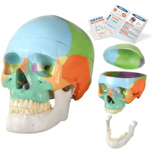 KIYOMARU �J���[���W���͌^ �l�̖͌^ ���W���͌^ ���w�Ö@�m�ďC ���g�� 3����