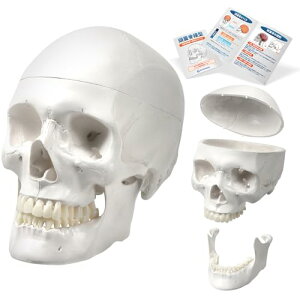 KIYOMARU ���W���͌^ �l�̖͌^ ���W���͌^ ���w�Ö@�m�ďC ���g�� 3����