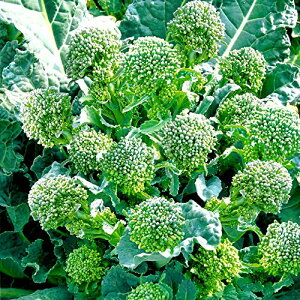 すずなりブロッコリー苗 【野菜苗 9cmポット/3個セット】1株で約40本以上、長期間収穫可能な多収穫茎ブロッコリー!