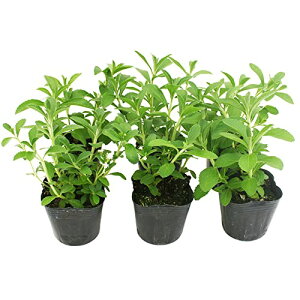 XC[gn[u XerA n[uc 6|bgZbg 3|bg t[u[̕c