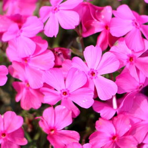 ō _jGNbViZj y10PotZbgz VoUN ԕc sN |bgc OhJo[ K[fjO