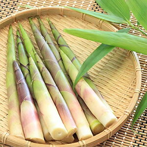 l}K^P 10.5cm|bgc2|bgZbg Rؕc/Ȃ|/P| َR̉ԉ