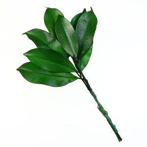 y ɐ { zy vU[uh  ~j iYj 1΁i2j z16cm 24.5cm _I _ { vU[uht[ 