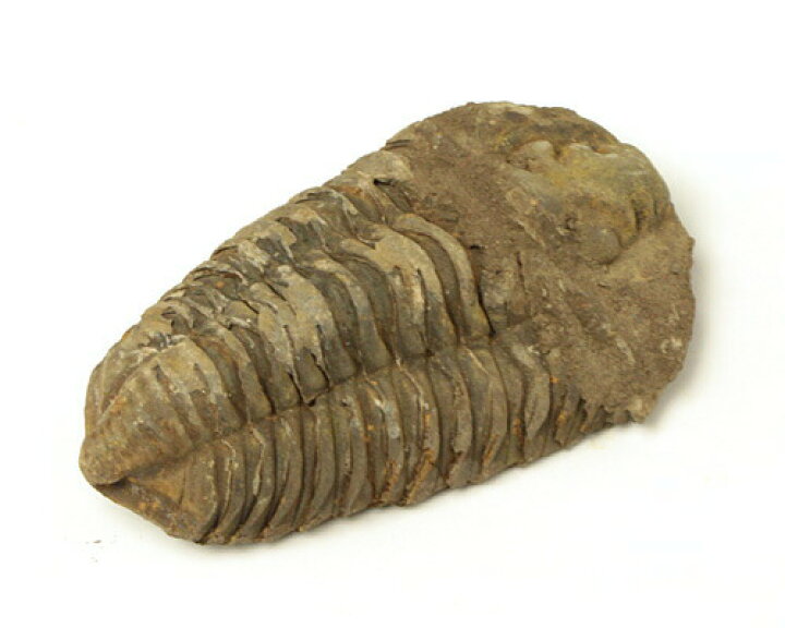 貴重骨董【三葉虫化石硯】(約2億5100万年）希少珍品丘部非常に 