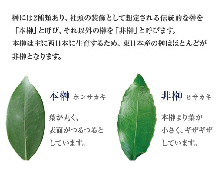 楽天市場】【 伊勢 宮忠 】【 本榊（生榊） 1対（2結束） 】( 幅34.5cm 