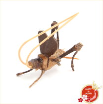 楽天市場】竹 鈴虫かごの通販