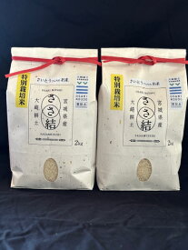 米 ささ結び 精米 4kg（2kg×2袋） 令和7年度産 宮城県産