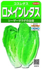 実咲野菜 レタス ロメインレタス コスレタス 小袋003028