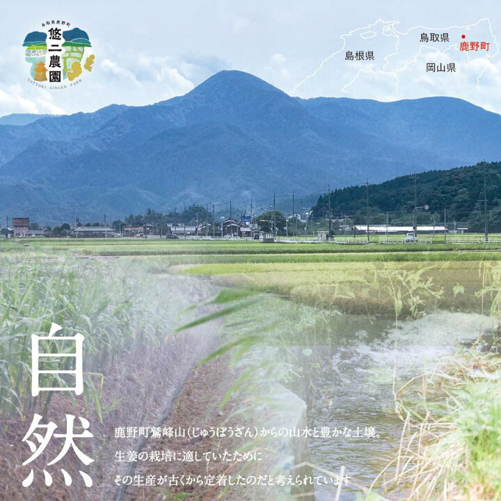 楽天市場】悠二農園の新生姜 新生姜 2kg 鳥取県産 送料無料 国産 鳥取 悠二農園 2022年 秋収穫 生姜 しょうが : ミヤマアライアンス