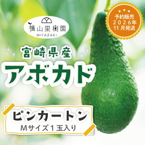 ���V���󃌃X�g���������y�\��̔� 2026�N11�������z�{��Y�A�{�J�h�u�s���J�[�g���vM�T�C�Y(250g~299g)×1�ʃp�b�N���� ���Y�A�{�J�h �ЂȂ��v�����Z�X ���Y�t���[�c �t���[�c�M�t�g ���R��