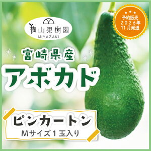 y\̔ 2026N11z{YA{JhusJ[gvMTCY(250g~299g)×1ʃpbN YA{Jh Yt[c t[cMtg