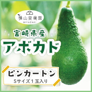 y11菇z{YA{JhusJ[gvSTCY(200g~249g)×1ʃpbN yYA{JhzyYt[czyt[cMtgz