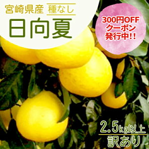 y320N[|szy2026N1{菇z{茧Y Ȃ 󂠂2.5kgȏ Î_ς u₩ {茴Y̊󏭂ȃt[c ӂ낢  fR| |J Ȃ