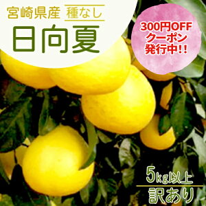 y320N[|szy2026N1{菇z{茧Y Ȃ 󂠂5kgȏ {茴Y̊󏭂ȃt[c ӂ낢  fR| |J kDȕɂj