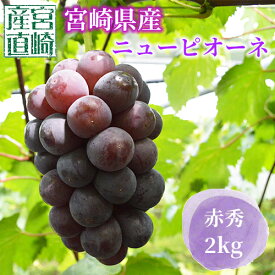 【8月下旬以降順次発送予定】平均糖度17度以上！宮崎産 ニューピオーネ 2Kg 赤秀 種なし お中元 ギフト プレゼント女性 誕生日 還暦祝い 古希祝い 退職祝い 新築祝い 結婚祝い お供え 宮崎産直