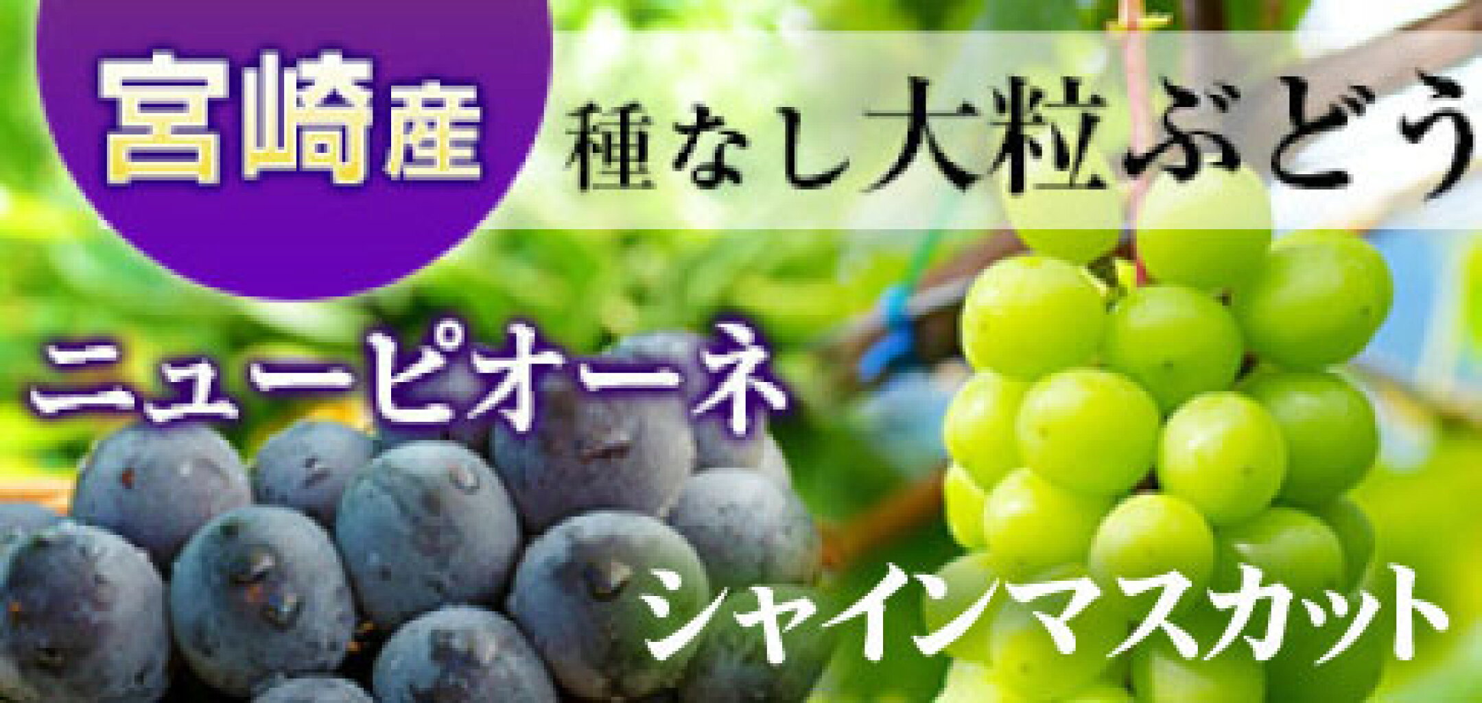 宮崎県産 ニューピオーネ・シャインマスカット