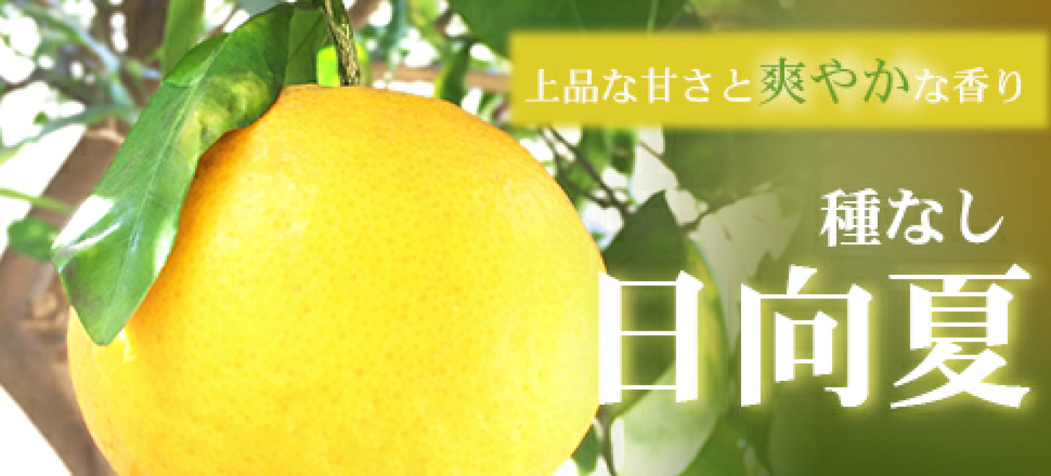 宮崎県産 種なし日向夏