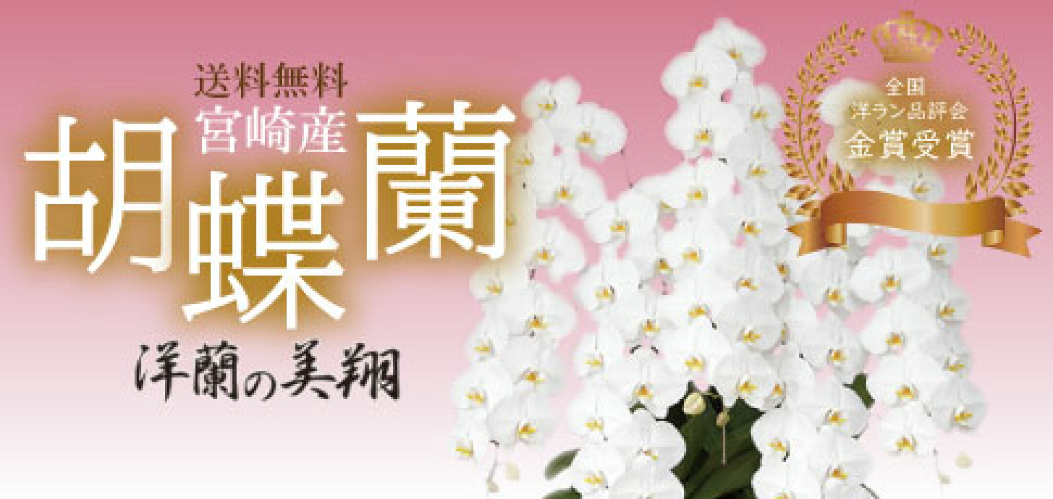 胡蝶蘭