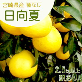 【2026年1月上旬頃より順次発送】宮崎県産 種なし日向夏 訳あり2.5kg以上 甘酸っぱい 爽やか 宮崎原産の希少なフルーツ ふぞろい 傷あり デコポン ポンカン などがお好きな方にも 送料無料