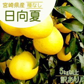 【楽天スーパーSALE クーポン発行中】【2026年1月上旬頃より順次発送】宮崎県産 種なし日向夏 訳あり5kg以上 宮崎原産の希少なフルーツ ふぞろい 傷あり デコポン ポンカン 柑橘がお好きな方にもニューサマーオレンジ 送料無料