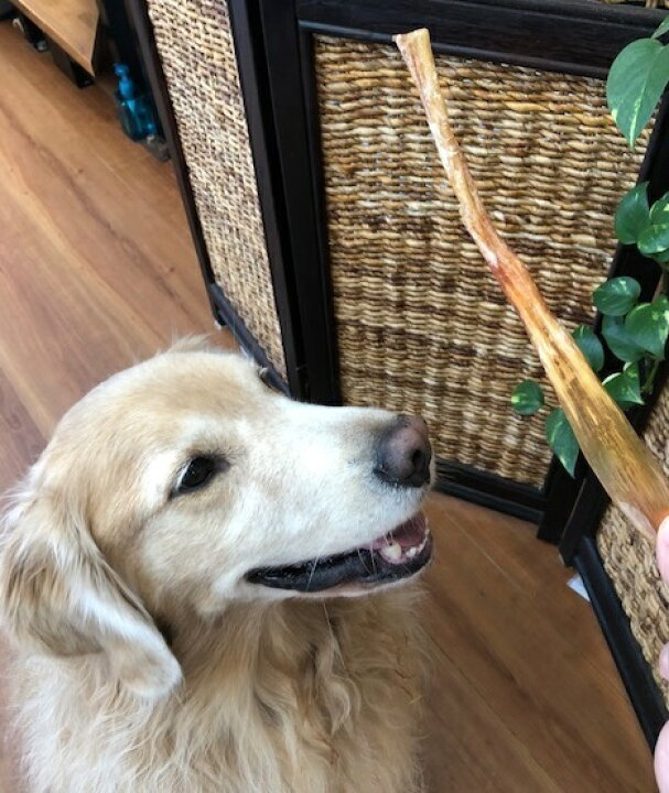 楽天市場 犬 おやつ 国産馬アキレス ロングタイプ100g 30cm 無添加おやつ 犬 ジャーキー 長持ち 硬い 大型犬 お留守番おやつ 馬肉 干し馬アキレス 犬用 馬 アキレス 関節 歯石 歯磨き 歯みがき ガム デンタルガム 歯磨きガム デンタルケア 犬のおやつ 生肉 楽天市場 犬 おやつ 国産馬アキレス ロングタイプ100g 30cm 無添加おやつ 犬 ジャーキー 長持ち 硬い 大型犬 お留守番おやつ 馬肉 干し馬アキレス 犬用 馬 アキレス 関節 歯石 歯磨き 歯みがき ガム デンタルガム 歯磨きガム デンタルケア 犬のおやつ 生肉