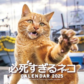 2025必死すぎるネコカレンダー ([カレンダー])