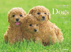 カレンダー2025 Dogs（月めくり/壁掛け） (ヤマケイカレンダー2025)