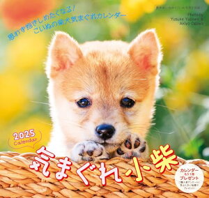 2025 C܂ꏬăJ_[iǊ|jČ ([J_[])