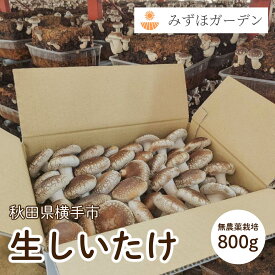 〈肉厚ジューシー！！！〉 椎茸 800g 菌床栽培 無農薬 極上 特選 生椎茸 しいたけ 第146回 第147回 秋田県種苗交換会 椎茸三等賞受賞 連続受賞 多くのスーパーや飲食店で取り扱っていただいている商品です！