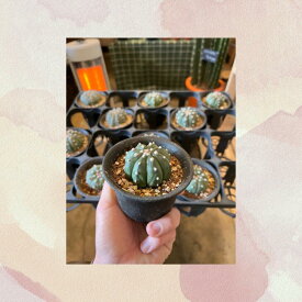 アストロフィツム 瑠璃兜 3号 サボテン ビザールプランツ インドアグリーン かわいい かっこいい 観葉植物 多肉植物 送料無料