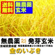 【無農薬　無洗米タイプ　らくらく発芽玄米】　令和7年産　宮城県産金のいぶき　2kgx2袋　【無洗米の玄米…