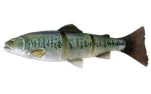 ��Savage Gear/�T�x�[�W�M�A�� 3D LT Trout SS�i3D ���C���X���[�g���E�gSS�j�T�C�Y�F12inch �J���[�FBASS(�o�X)�y5706301034762�z
