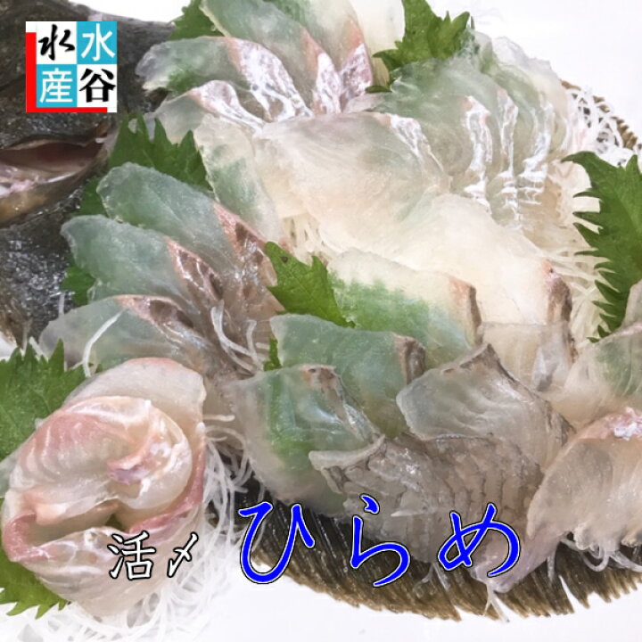 楽天市場 三重県産 活〆 ヒラメ 養殖 ひらめ 活〆 お造り 昆布締め 5枚卸しいたします 水谷水産