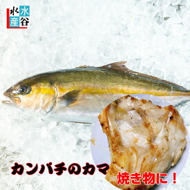 楽天市場 カンパチの通販