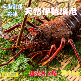 送料無料 活〆冷凍 伊勢海老 【特特大】三重県産 (2尾で約1kg）三重県産 お刺身用 お歳暮 お祝い ご贈答に 伊勢エビ　天然
