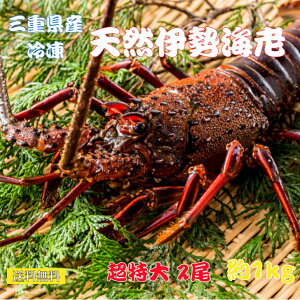 送料無料 活〆冷凍 伊勢海老 【特特大】三重県産 (2尾で約1kg)三重県産 お刺身用 お歳暮 お祝い ご贈答に 伊勢エビ 天然
